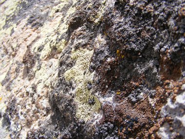 Yosunlu yaşlı kayalar, Kuzey yan yosunlu kaya resimleri