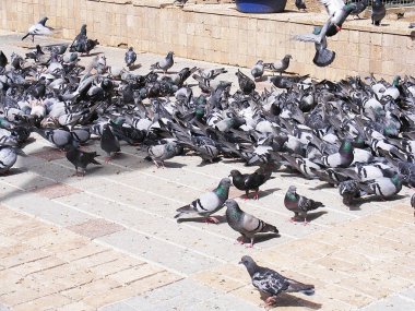 Güvercinler güvercinler Park Gıda, çalışma