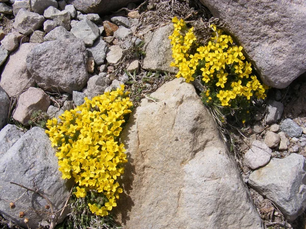 Flores silvestres amarillas muy hermosas entre las rocas —  Fotos de Stock