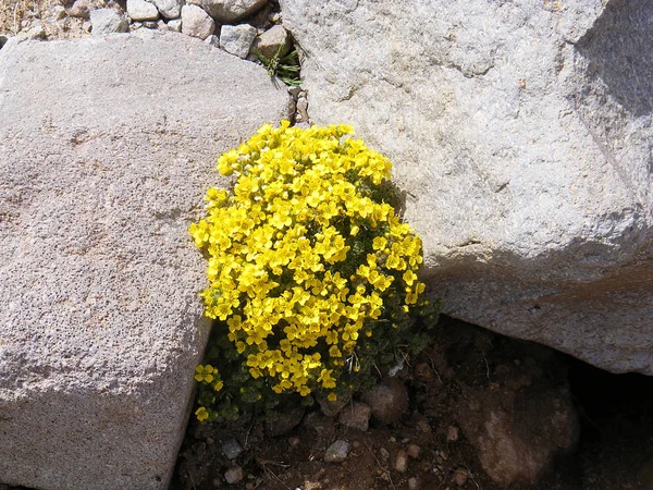 바위 사이 아주 아름 다운 노란색 야생화 — 스톡 사진