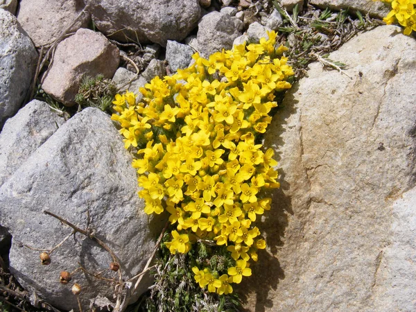 Flores silvestres amarillas muy hermosas entre las rocas —  Fotos de Stock