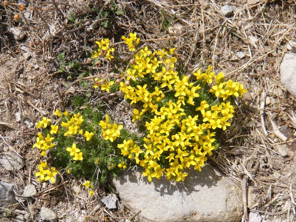 Nagyon szép sárga wildflowers a sziklák között — Stock Fotó