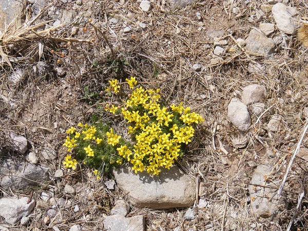 Zeer mooie gele wildflowers tussen de rotsen — Stockfoto