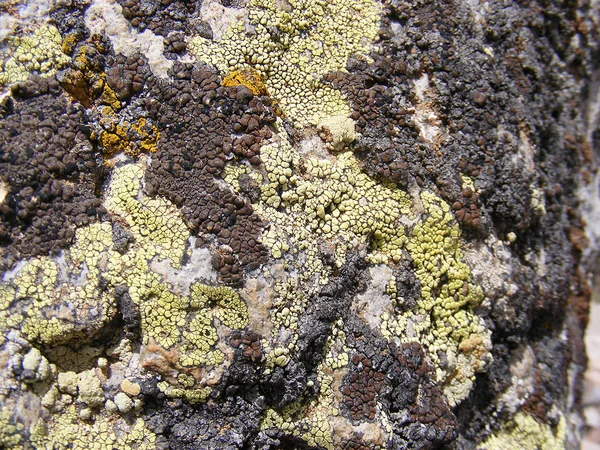 Mossy viejas rocas, lado norte mussy rock fotografias — Foto de Stock