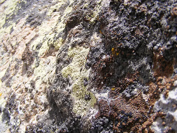 Yosunlu yaşlı kayalar, Kuzey yan yosunlu kaya resimleri