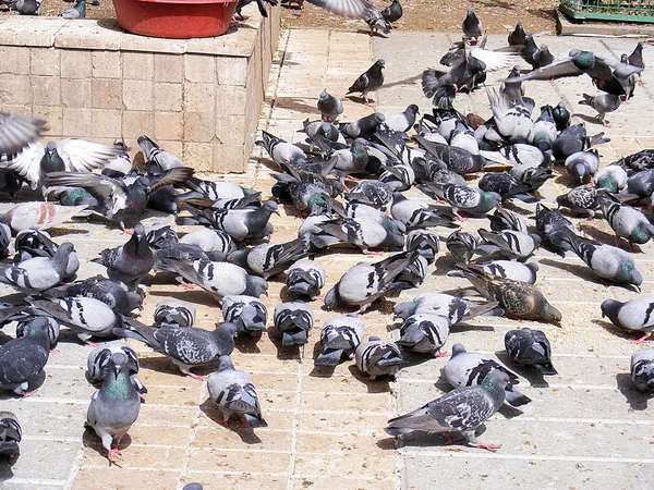 Palomas trabajando por comida, palomas en el parque —  Fotos de Stock