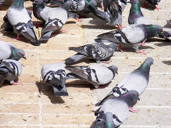 비둘기 공원에서 비둘기, 음식에 대 한 작업 — 스톡 사진