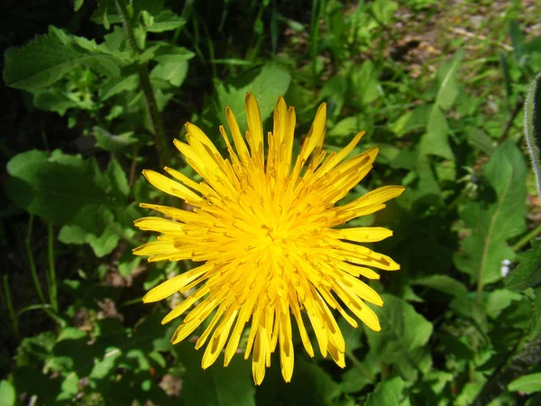 Flor de prado amarela que é uma flor de flores selvagens — Fotografia de Stock