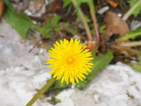 Fleur de prairie jaune qui est une fleur de fleurs sauvages — Photo