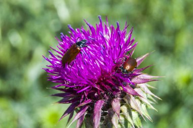 Deve stud, deve kenger, annenin ana SAP, sütlü kengel bitki resimleri Kenger bitki, Silybum marianum bitki resimleri