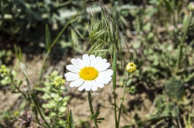 Beyaz ve sarı papatya papatyalar papatya çiçekler-do fal bakmak gibi değil ile doğal ortamda yetişen,