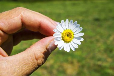 Beyaz ve sarı papatya papatyalar papatya çiçekler-do fal bakmak gibi değil ile doğal ortamda yetişen,