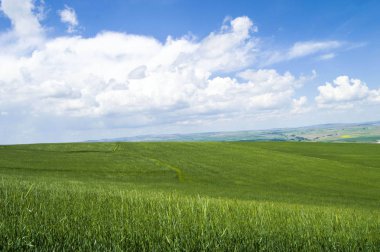 Olgunlaşma buğday, bozkır buğday alanları, buğday Başak, yeşil buğday alan manzara resimleri