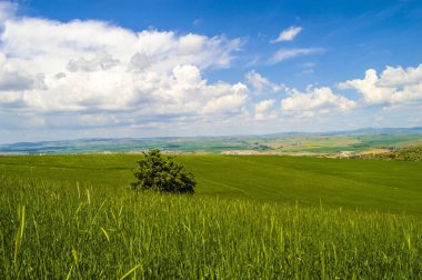 Olgunlaşma buğday, bozkır buğday alanları, buğday Başak, yeşil buğday alan manzara resimleri