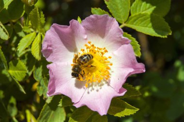 Doğal manzara resimleri, polen arılar Kuşburnu ağaç çiçek toplama