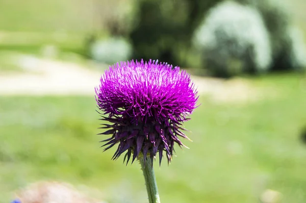 Deve stud, deve kenger, annenin ana SAP, sütlü kengel bitki resimleri Kenger bitki, Silybum marianum bitki resimleri