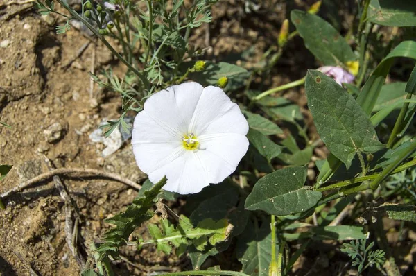 Bluszcz roślin, kwiat kwitnący naturalny bluszcz, bluszcz biały kwiat Zdjęcia, — Zdjęcie stockowe