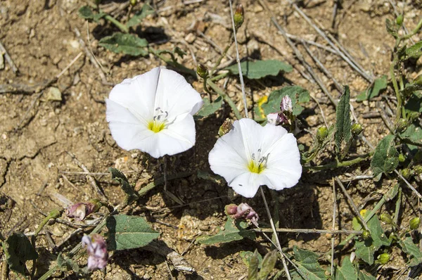 Hiedra, flor de hiedra natural floreciente, flores de hiedra blanca fotografias , —  Fotos de Stock