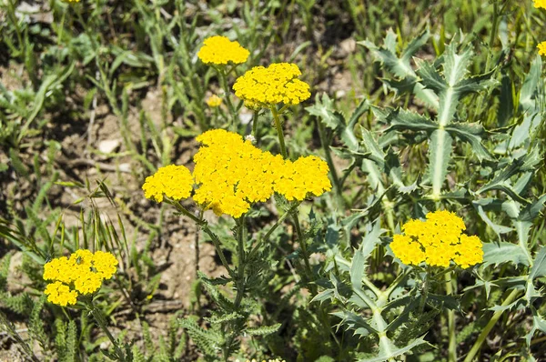 Semental de camello, kenger de camello, tallo principal de la madre, planta de kengel lechoso fotografias Planta de Kenger, fotos de planta de Silybum marianum —  Fotos de Stock