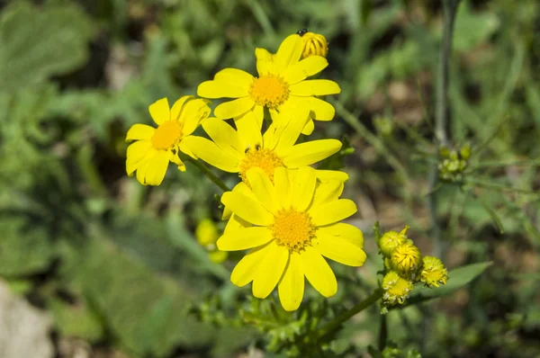 Witte en gele madeliefjes die in de natuurlijke omgeving, madeliefjes met daisy bloemen-do niet willen fal kijken groeien, — Stockfoto