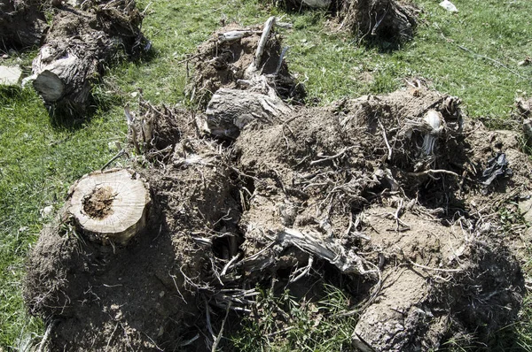 Grandi radici degli alberi, grandi radici degli alberi tagliati, foto delle radici degli alberi — Foto Stock