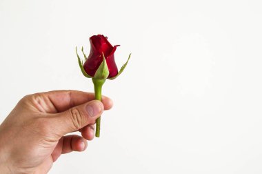 Gül tomurcukları bahar sezonu, en güzel gül bud resimleri açmak için hazırlanan