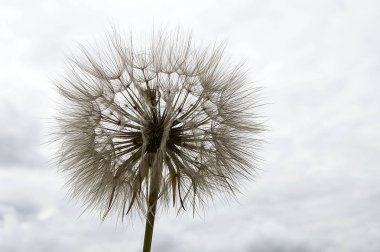 Bitkilerin en güzel görünümlü şeytan saç (Dandelion) resimleri,