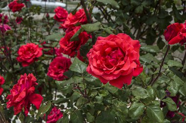 Gül, sembol güllere bayıldım, Gül Sevgililer günü için bahçede doğal gül pembe