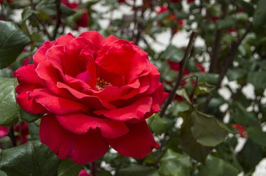 Gül, gül aşk, gününün en güzel doğal gül için web tasarım, aşk sembolü gül uygun