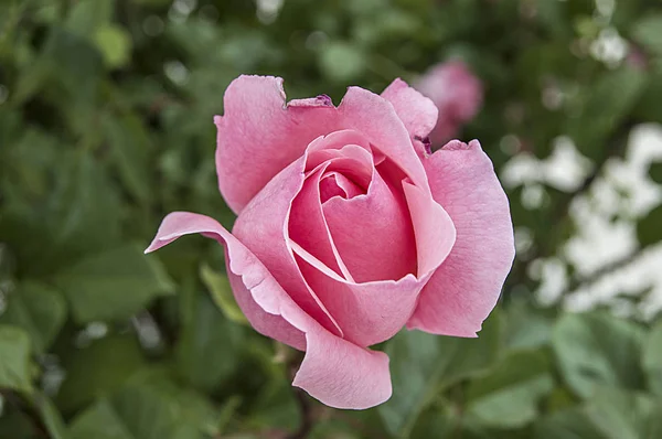Rosor, älskar symbol rosor, rosa rosor för älskare dag, naturliga rosor i trädgården — Stockfoto