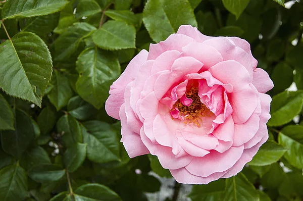 Růže, love symbol růže, růžové růže pro milovníky den, přírodní růže v zahradě — Stock fotografie