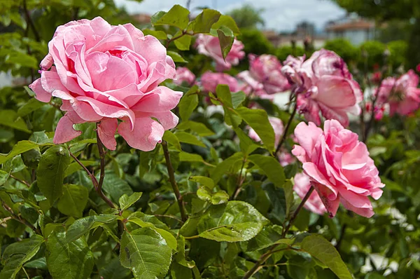 Rosor, älskar symbol rosor, rosa rosor för älskare dag, naturliga rosor i trädgården — Stockfoto