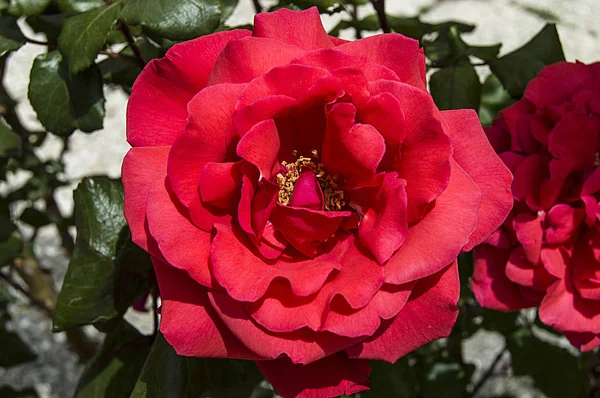 Růže, love symbol růže, růžové růže pro milovníky den, přírodní růže v zahradě — Stock fotografie