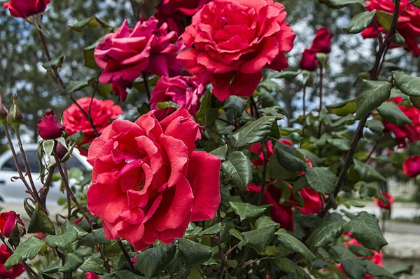 Розы, любовные розы, розовые розы для влюбленных, натуральные розы в саду — стоковое фото