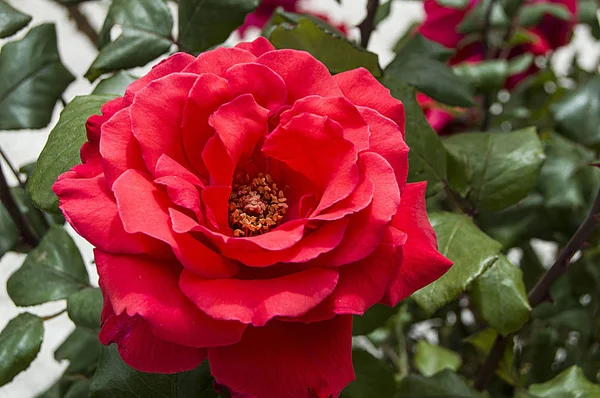 Růže, love symbol růže, růžové růže pro milovníky den, přírodní růže v zahradě — Stock fotografie