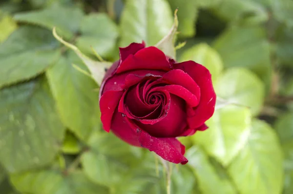 玫瑰花蕾准备在春天开放, 最美丽的玫瑰芽图片 — 图库照片