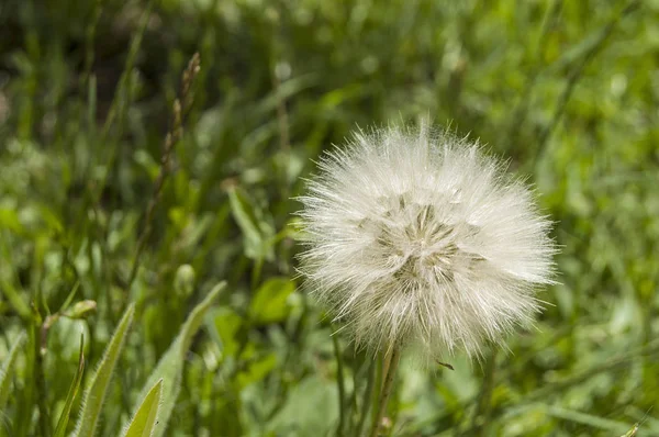 A aparência mais maravilhosa Devil Hair (Dandelion) Fotos de plantas , — Fotografia de Stock