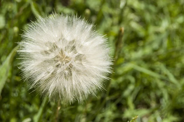 The most wonderful looking Devil Hair (Dandelion) Pictures of plants,