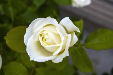 Resim sergisi, renk renkli gül, beyaz gül bahçesinde güller, gül sembolü güller, beyaz güller Sevgililer günü, doğal gül bahçesinde seviyorum