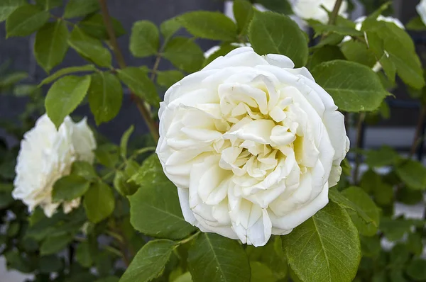 Pinturas de rosas, rosas coloridas, rosas brancas no jardim, rosas, rosas símbolo do amor, rosas brancas para o dia dos amantes, rosas naturais no jardim — Fotografia de Stock
