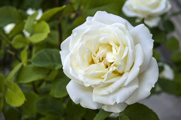 Růže, malby, barvy barevné růže, bílé růže v zahradě, růže, láska, symbol růže, bílé růže pro milovníky den, přírodní růže v zahradě — Stock fotografie