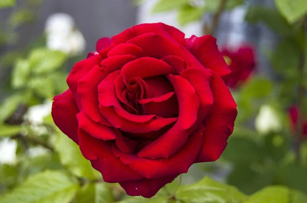 Růže, růže pro den lásky, nejkrásnější přírodní růže vhodné pro web design, růže symbolem lásky — Stock fotografie