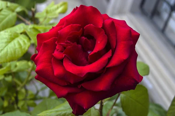 玫瑰, 玫瑰为爱的日子, 最美妙的自然玫瑰适合网页设计, 爱象征玫瑰 — 图库照片