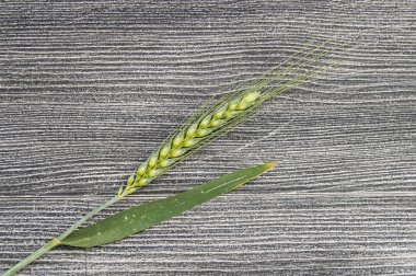 Kat, en güzel buğday kulakları kulaklara beyaz buğday,