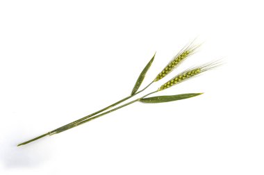 Beyaz arka plan, buğday Başak bitki, örnek buğday Başak buğday Başak