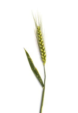 Kat, en güzel buğday kulakları kulaklara beyaz buğday,