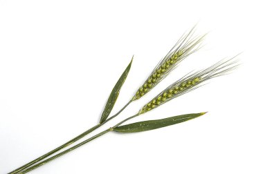 Beyaz arka plan, buğday Başak bitki, örnek buğday Başak buğday Başak