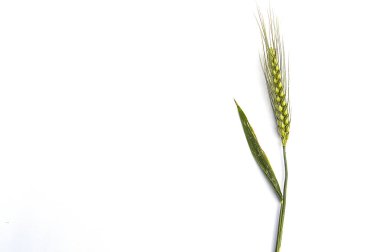 Beyaz arka plan, buğday Başak bitki, örnek buğday Başak buğday Başak