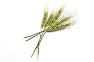 Kat, en güzel buğday kulakları kulaklara beyaz buğday,