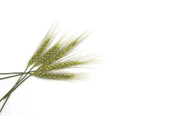 Wheat spike with white background, wheat spike plant, sample wheat spike — Stock Photo, Image